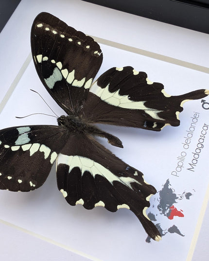Papilio delalandei, the madagascan verdant swallowtail, elegant butterfly, from madagascar,  entomology present, wall decor, 6x6