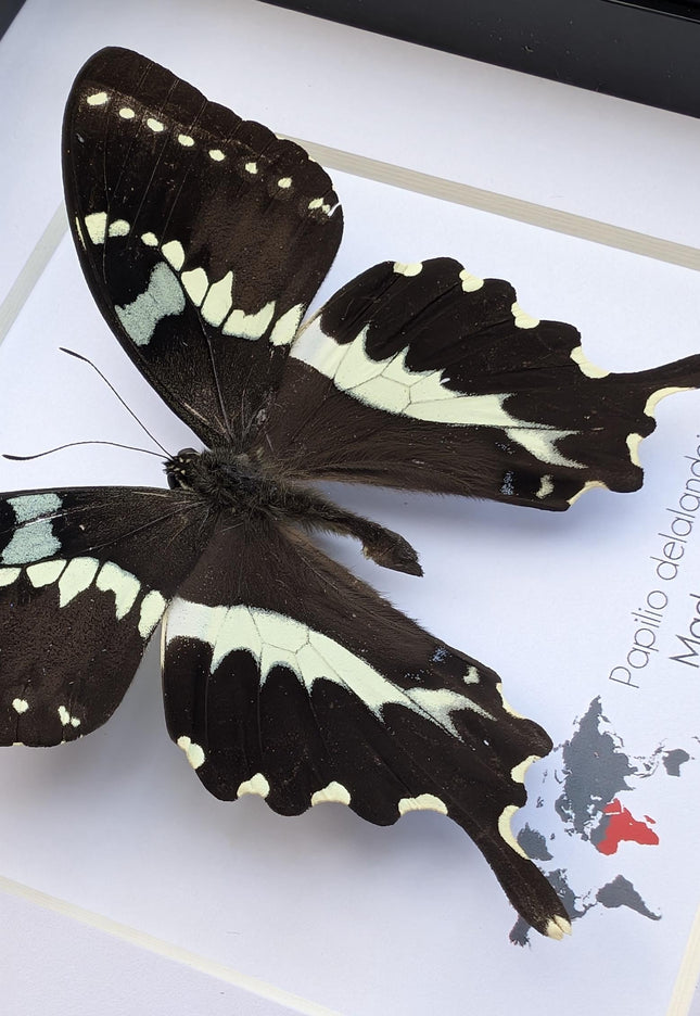 Papilio delalandei, the madagascan verdant swallowtail, elegant butterfly, from madagascar,  entomology present, wall decor, 6x6