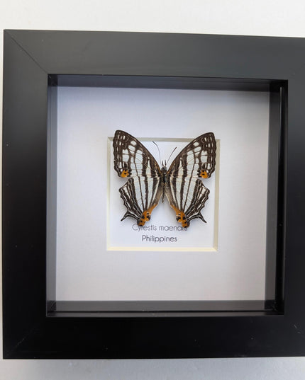 Framed Taxidermy Butterfly, Maenalis Mapwing, 4x4