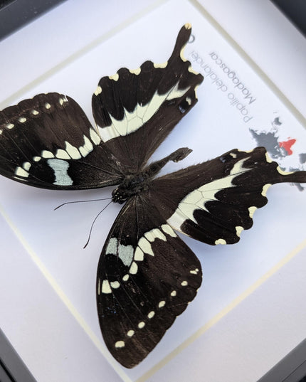 Papilio delalandei, the madagascan verdant swallowtail, elegant butterfly, from madagascar,  entomology present, wall decor, 6x6