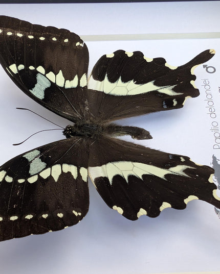 Papilio delalandei, the madagascan verdant swallowtail, elegant butterfly, from madagascar,  entomology present, wall decor, 6x6