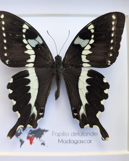 Papilio delalandei, the madagascan verdant swallowtail, elegant butterfly, from madagascar,  entomology present, wall decor, 6x6