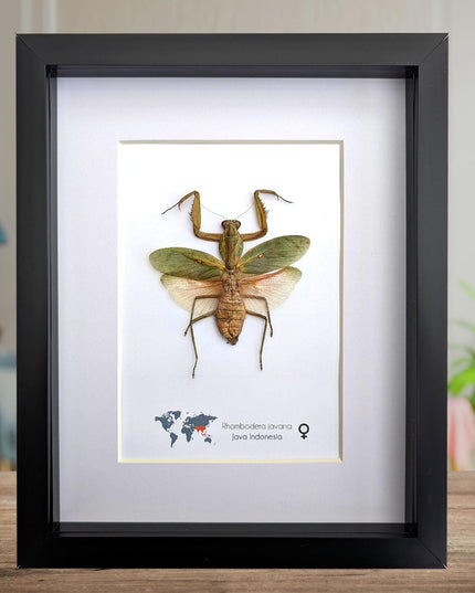 Framed javan shield mantis taxidermy: ethically sourced entomology wall art (8x10)
