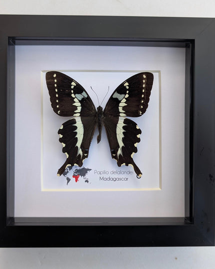 Papilio delalandei, the madagascan verdant swallowtail, elegant butterfly, from madagascar,  entomology present, wall decor, 6x6