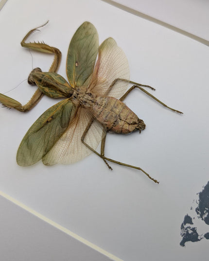 Framed javan shield mantis taxidermy: ethically sourced entomology wall art (8x10)