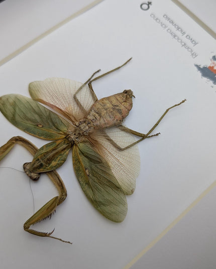 Framed javan shield mantis taxidermy: ethically sourced entomology wall art (8x10)