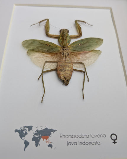 Framed javan shield mantis taxidermy: ethically sourced entomology wall art (8x10)