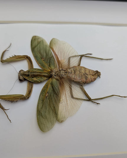 Framed javan shield mantis taxidermy: ethically sourced entomology wall art (8x10)