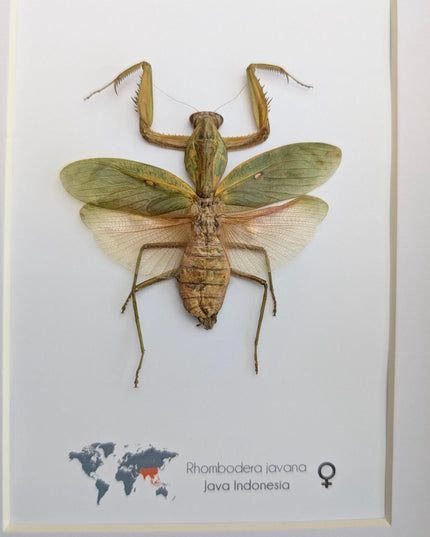 Framed javan shield mantis taxidermy: ethically sourced entomology wall art (8x10)