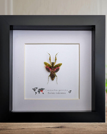 Jewelled flower mantis framed entomology display: ethically sourced