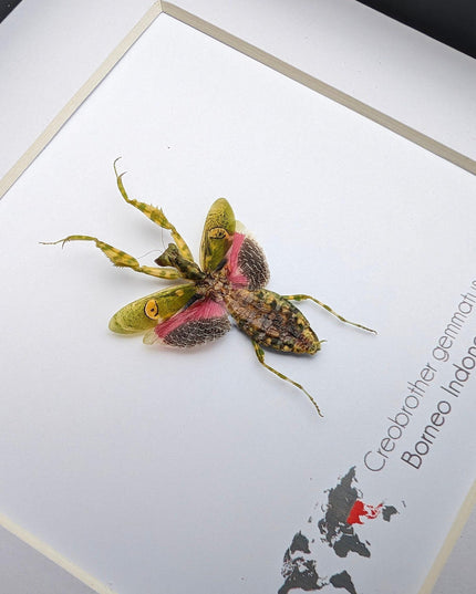 Jewelled flower mantis framed entomology display: ethically sourced