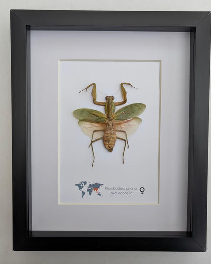 Framed javan shield mantis taxidermy: ethically sourced entomology wall art (8x10)