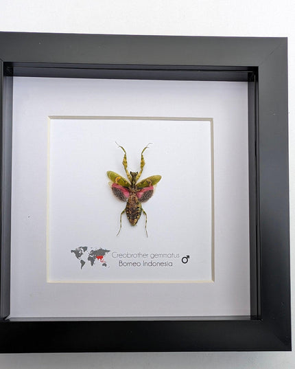 Jewelled flower mantis framed entomology display: ethically sourced