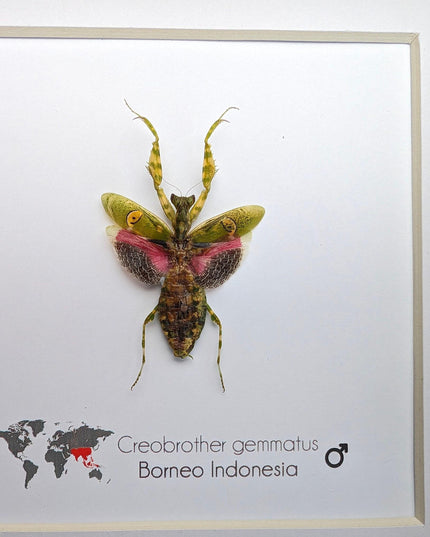 Jewelled flower mantis framed entomology display: ethically sourced