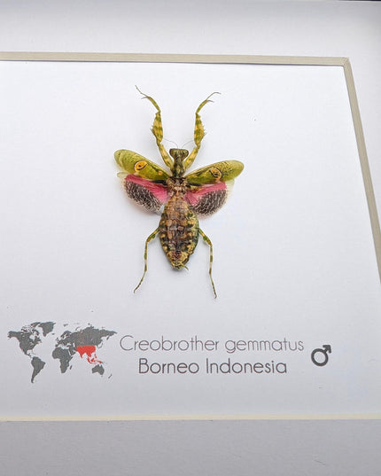 Jewelled flower mantis framed entomology display: ethically sourced