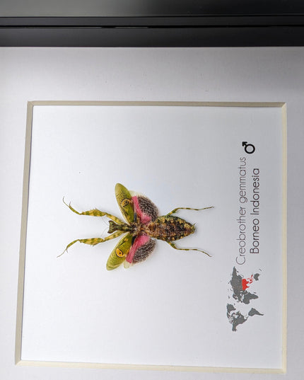 Jewelled flower mantis framed entomology display: ethically sourced