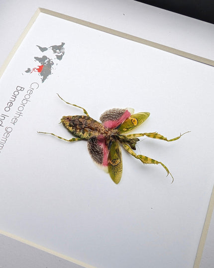 Jewelled flower mantis framed entomology display: ethically sourced