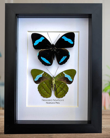 Framed Nessaea Hewitsonii Butterfly Pair, Entomology Wall Decor