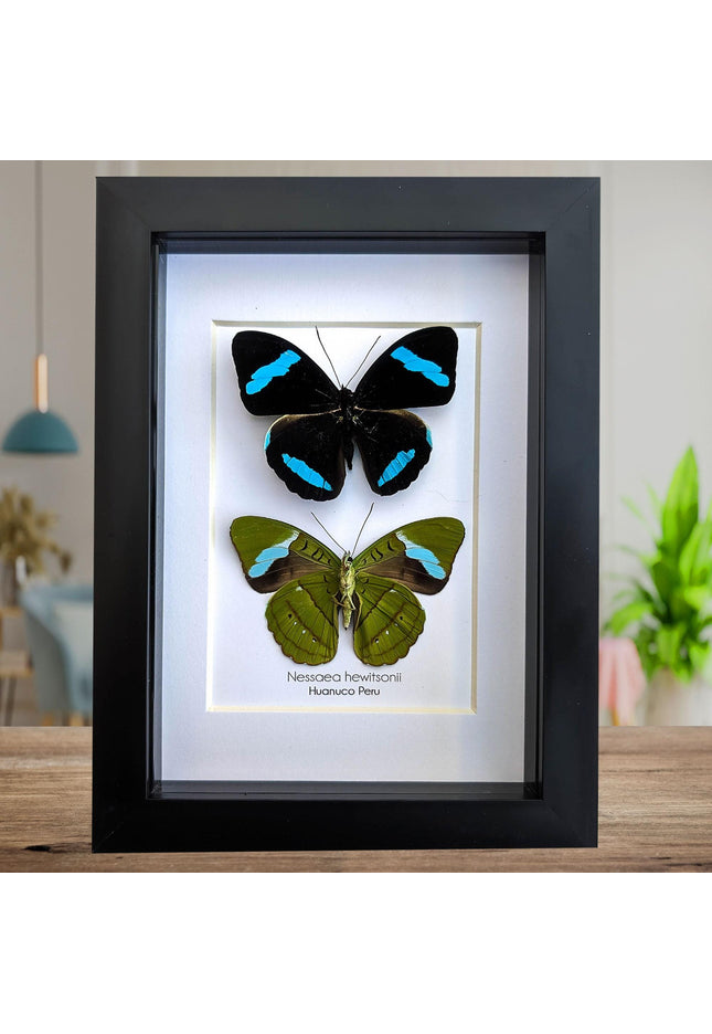 Framed Nessaea Hewitsonii Butterfly Pair, Entomology Wall Decor