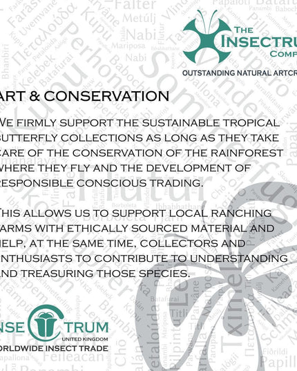 Jewelled flower mantis framed entomology display: ethically sourced