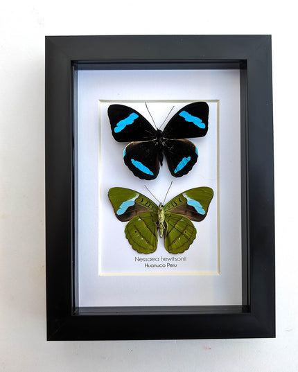 Framed Nessaea Hewitsonii Butterfly Pair, Entomology Wall Decor