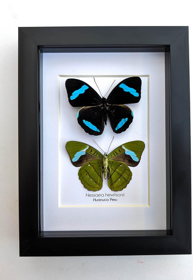 Framed Nessaea Hewitsonii Butterfly Pair, Entomology Wall Decor