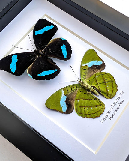 Framed Nessaea Hewitsonii Butterfly Pair, Entomology Wall Decor
