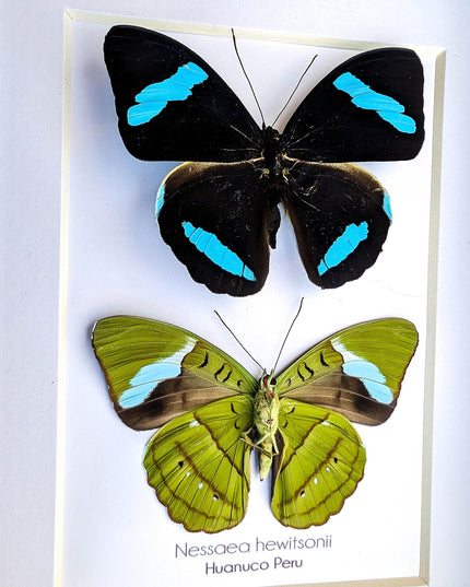 Framed Nessaea Hewitsonii Butterfly Pair, Entomology Wall Decor