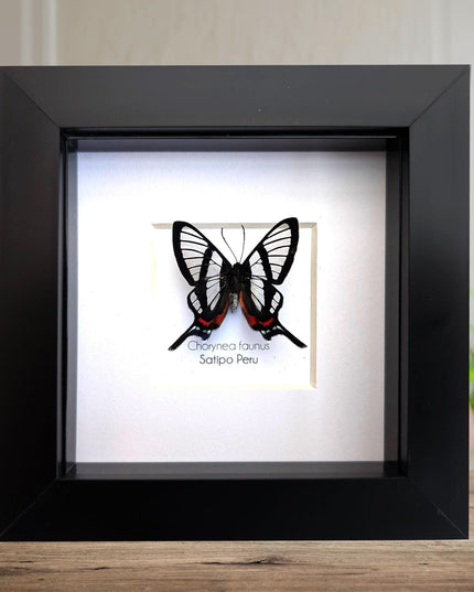 Framed chorinea faunus butterfly: long-tailed glasswing, ethically sourced