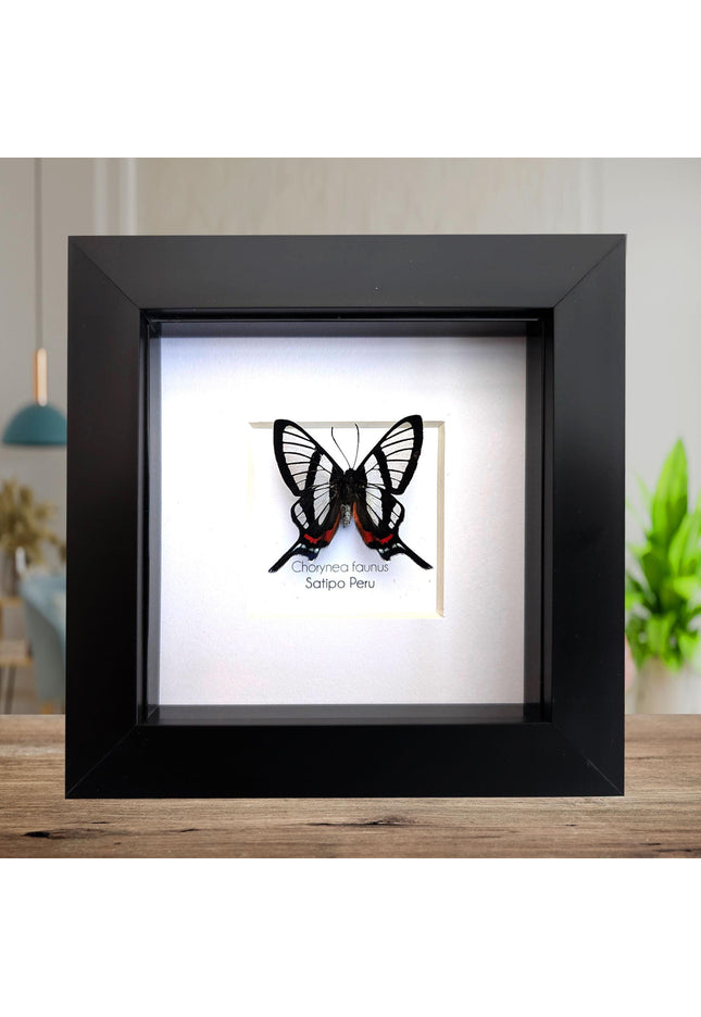 Framed chorinea faunus butterfly: long-tailed glasswing, ethically sourced