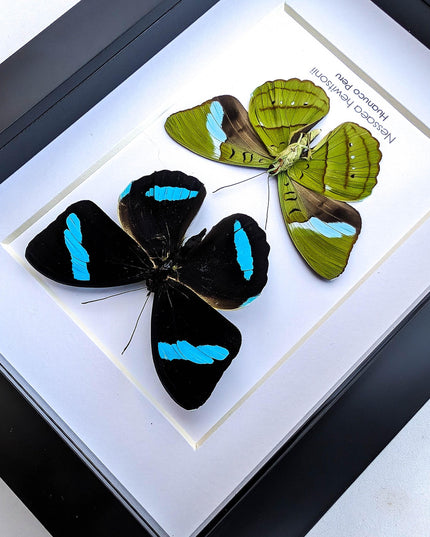 Framed Nessaea Hewitsonii Butterfly Pair, Entomology Wall Decor