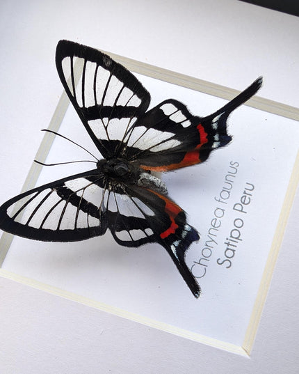 Framed chorinea faunus butterfly: long-tailed glasswing, ethically sourced