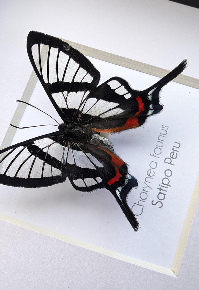 Framed chorinea faunus butterfly: long-tailed glasswing, ethically sourced