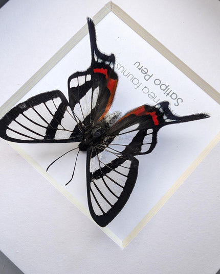 Framed chorinea faunus butterfly: long-tailed glasswing, ethically sourced