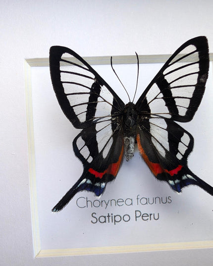 Framed chorinea faunus butterfly: long-tailed glasswing, ethically sourced