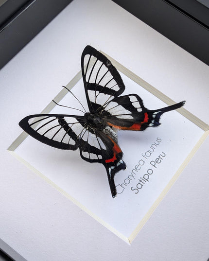 Framed chorinea faunus butterfly: long-tailed glasswing, ethically sourced
