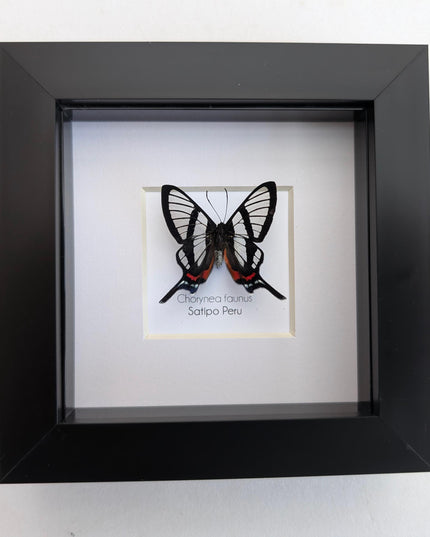 Framed chorinea faunus butterfly: long-tailed glasswing, ethically sourced