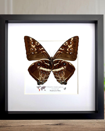 Framed cisseis morpho butterfly: giant orange wing display (10" x 10")