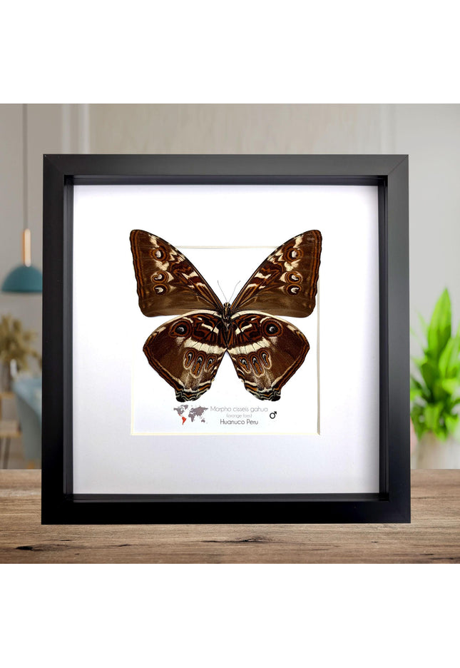 Framed cisseis morpho butterfly: giant orange wing display (10" x 10")