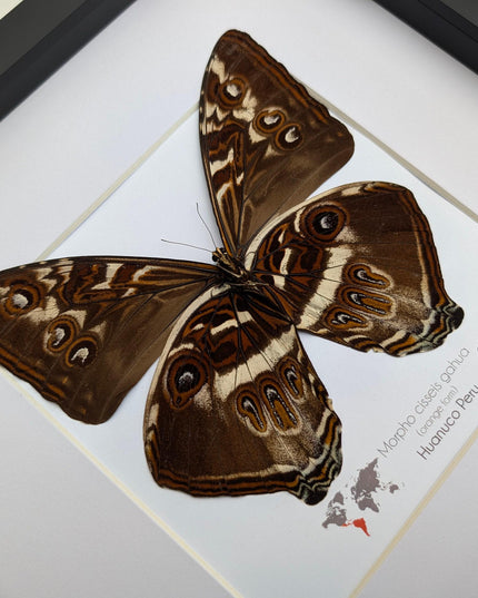 Framed cisseis morpho butterfly: giant orange wing display (10" x 10")