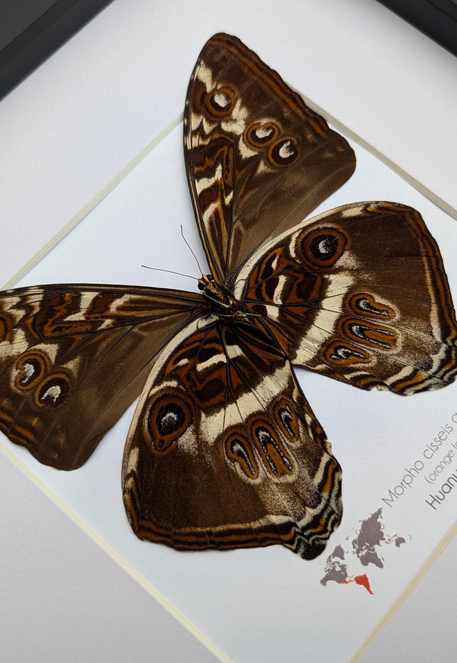 Framed cisseis morpho butterfly: giant orange wing display (10" x 10")