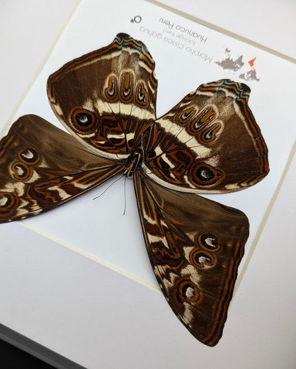 Framed cisseis morpho butterfly: giant orange wing display (10" x 10")