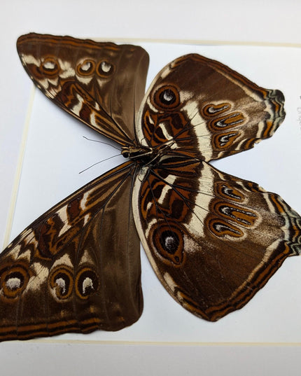 Framed cisseis morpho butterfly: giant orange wing display (10" x 10")