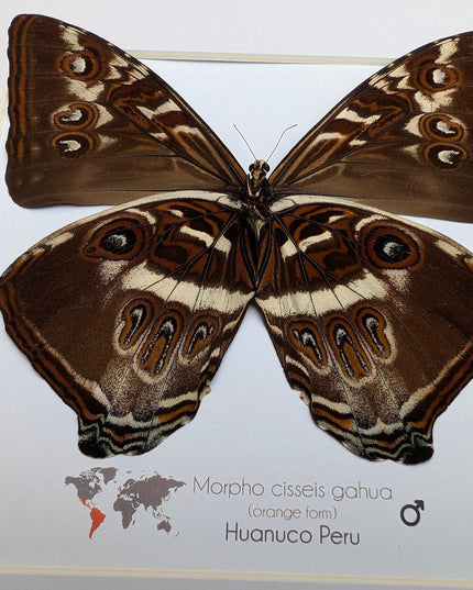 Framed cisseis morpho butterfly: giant orange wing display (10" x 10")
