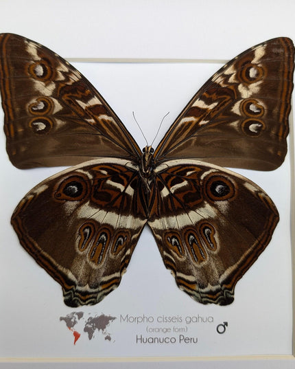 Framed cisseis morpho butterfly: giant orange wing display (10" x 10")