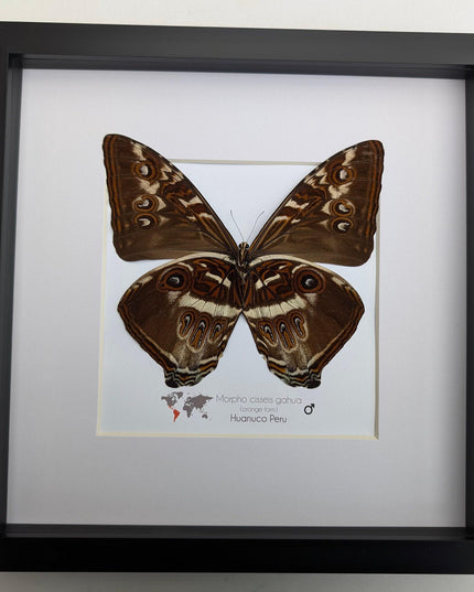 Framed cisseis morpho butterfly: giant orange wing display (10" x 10")