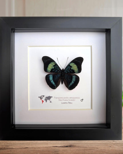 Framed Red Flasher Butterfly Taxidermy, Ethically Sourced Entomology, 6x6"