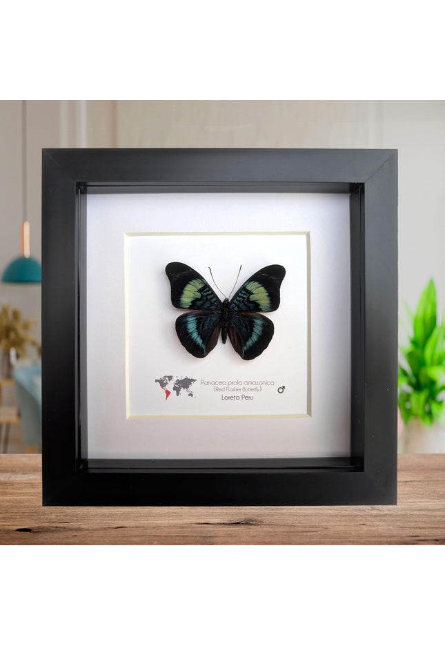 Framed Red Flasher Butterfly Taxidermy, Ethically Sourced Entomology, 6x6"