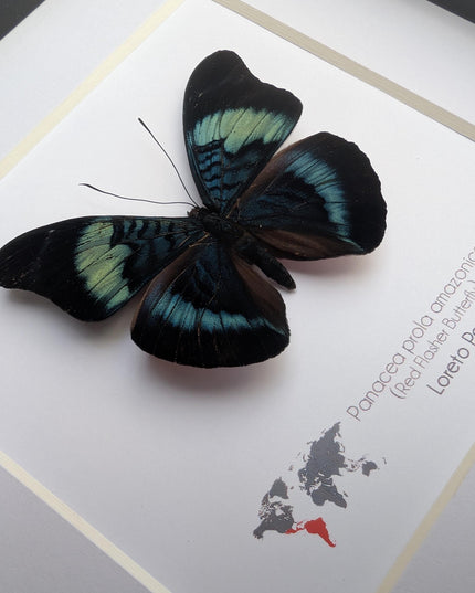 Framed Red Flasher Butterfly Taxidermy, Ethically Sourced Entomology, 6x6"