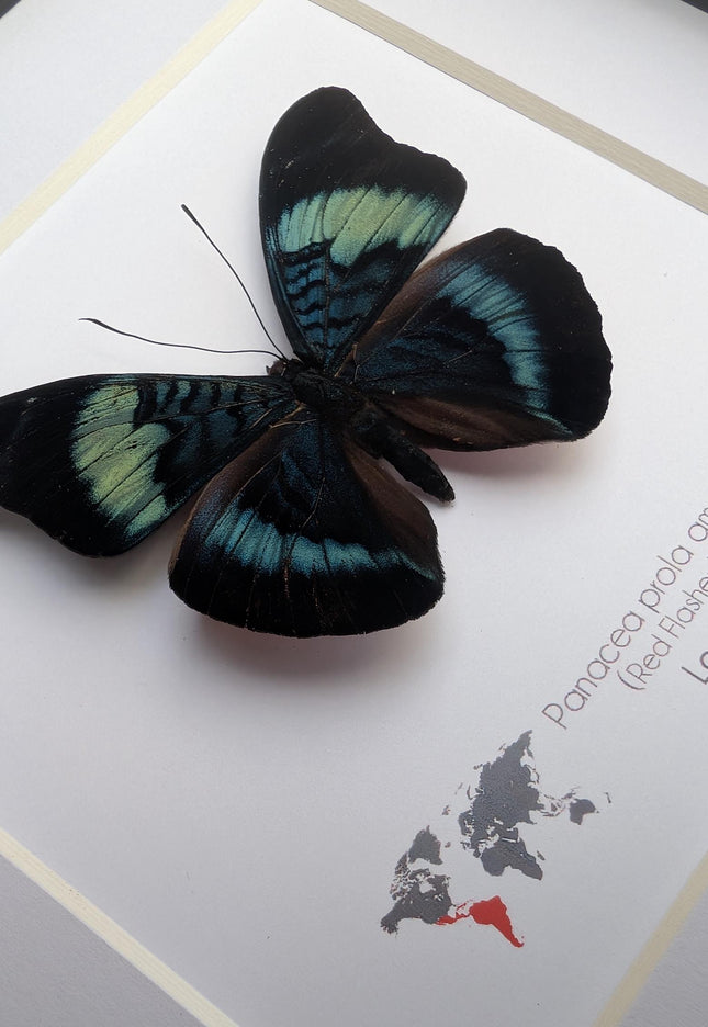 Framed Red Flasher Butterfly Taxidermy, Ethically Sourced Entomology, 6x6"